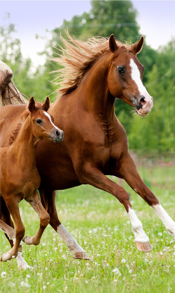 Pferd Career , Gesichtshandtuch Handtuch für Kinder aus Baumwolle – 30 × 50 cm