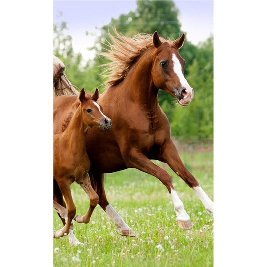 Pferd Career , Gesichtshandtuch Handtuch für Kinder aus Baumwolle – 30 × 50 cm